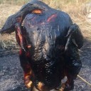 สมาชิกหมายเลข 1313576