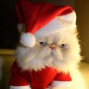 หลงรักแมวข้างบ้าน