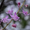 วันละพาร์