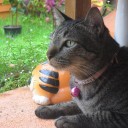 สาคูถั่วดำ