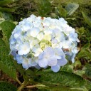 แม่ดอกคำปู้จู้