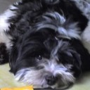 ลูกตะลิงปลิง