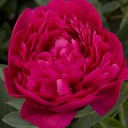 สมาชิกหมายเลข 1530909