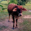 สมาชิกหมายเลข 2694402