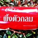 ผึ้งตัวกลม