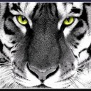 เสือยิ้มยาก