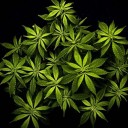 สมาชิกหมายเลข 1902929