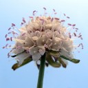 เรือนดาว