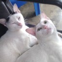 มิ้กกี้หมิว