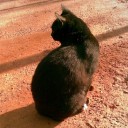 ขอให้ชั้นเป็นวิฬาร์ของเธอ