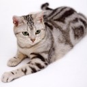 สมาชิกหมายเลข 703449