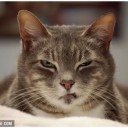 สมาชิกหมายเลข 1870323