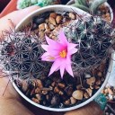 ผู้หลงรักกระบองเพชร