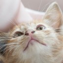 สมาชิกหมายเลข 3041324