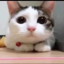 สมาชิกหมายเลข 1474215