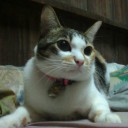 สมาชิกหมายเลข 1308136