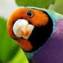 นกหรรษา