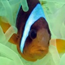 มัจฉาจมวารี