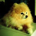 โมโมจังค่ะ