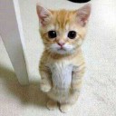 สมาชิกหมายเลข 1436213