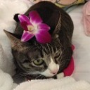 ดาต้าชิลล์