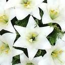 สมาชิกหมายเลข 2698268