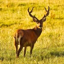 สมาชิกหมายเลข 3585198