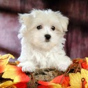 สมาชิกหมายเลข 3117194