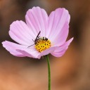 สมาชิกหมายเลข 716556