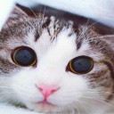 รักแมวเหมียวมาก