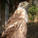 สมาชิกหมายเลข 1068288