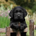 สมาชิกหมายเลข 1476738