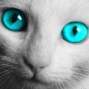 สมาชิกหมายเลข 1068436