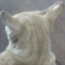 แมวส้มตัวเล็ก