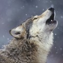 สมาชิกหมายเลข 2153987