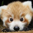 ข้าวฟ่าง&ม่านแพร