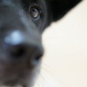 สมาชิกหมายเลข 1688372