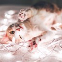 สมาชิกหมายเลข 1968377