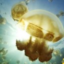 สมาชิกหมายเลข 1067096