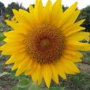 สมาชิกหมายเลข 1805027