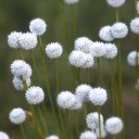 มณีเทวา