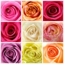 สมาชิกหมายเลข 1908036