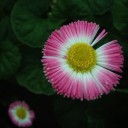 สมาชิกหมายเลข 1070024