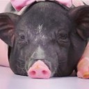 สมาชิกหมายเลข 1998084