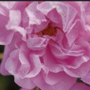 สมาชิกหมายเลข 1450077