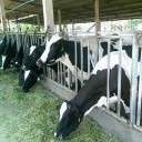 สมาชิกหมายเลข 1910185