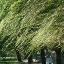 นายหลิวลู่ลม