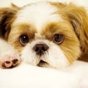 สิงห์บ้านเหนือ