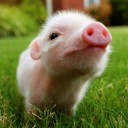 สมาชิกหมายเลข 2310374