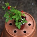 สมาชิกหมายเลข 2310450